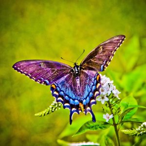 butterfly-4003532_1920